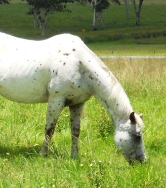 Research paper appaloosa 07 image