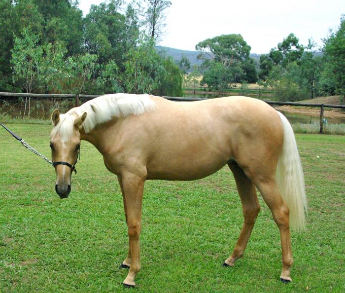 Palomino Filly Warmblood Horsezone