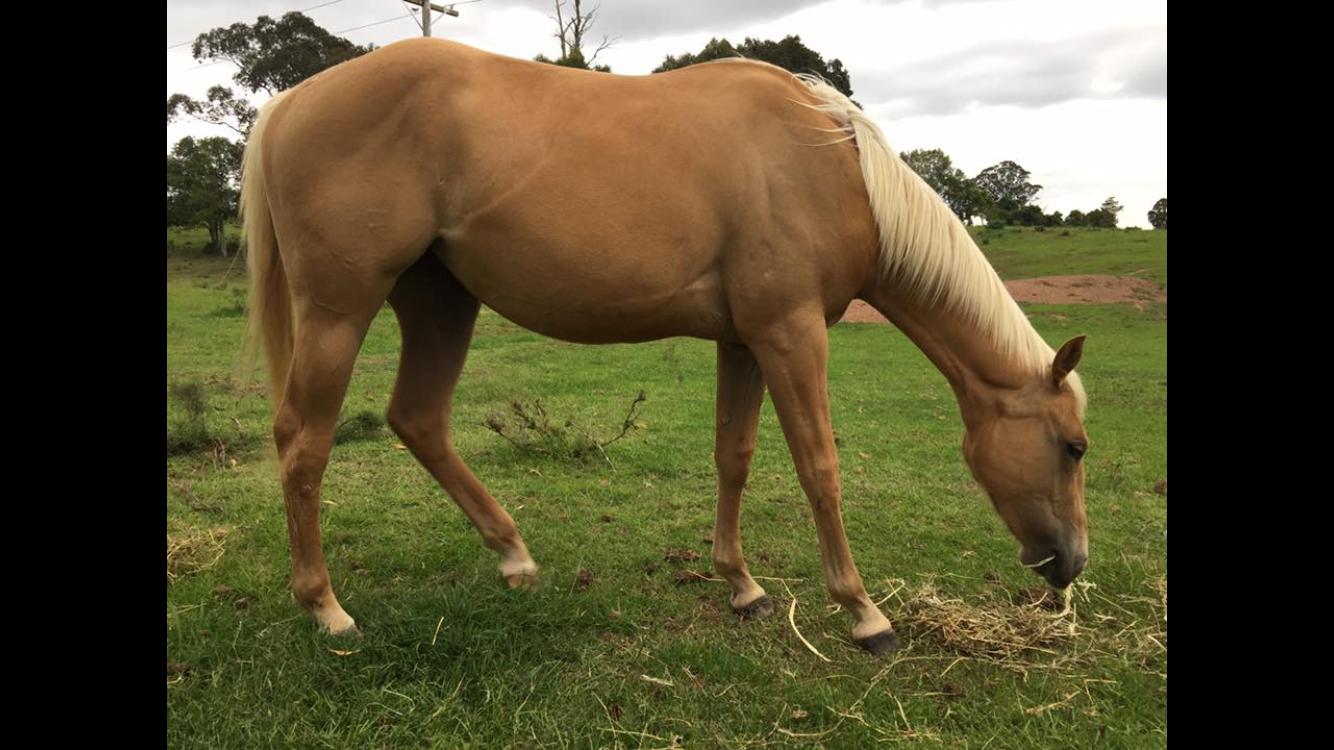 Palomino Horses For Sale Palomino Horse » Horsezone Page 1