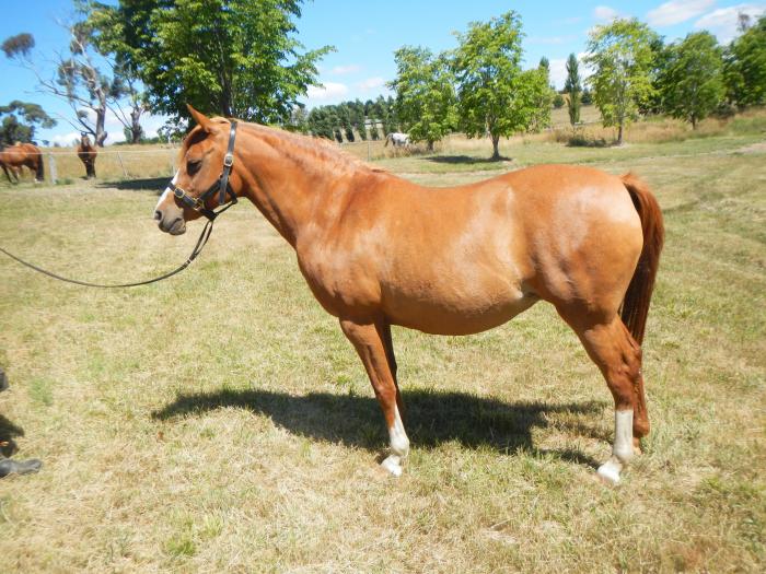 Horses for sale & equine products, stallions, equine news & gallery on