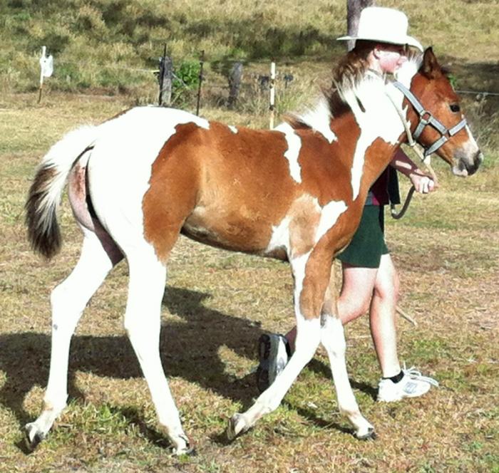Paint Horses For Sale Paint Horse » Horsezone Page 1