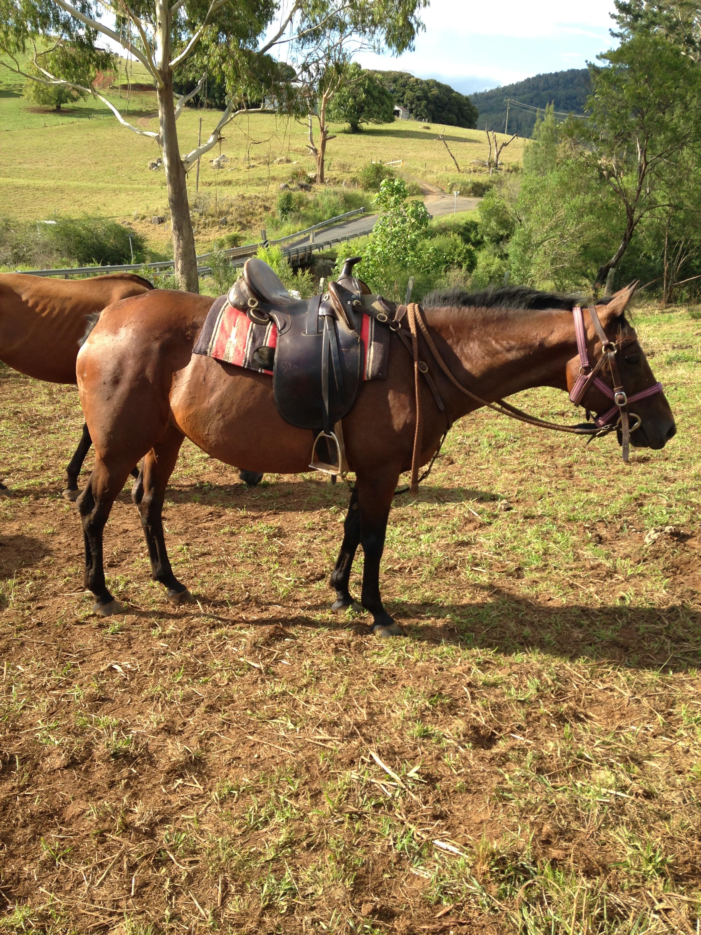 Quarter Horses For Sale Quarter horse Horse » Horsezone Page 1