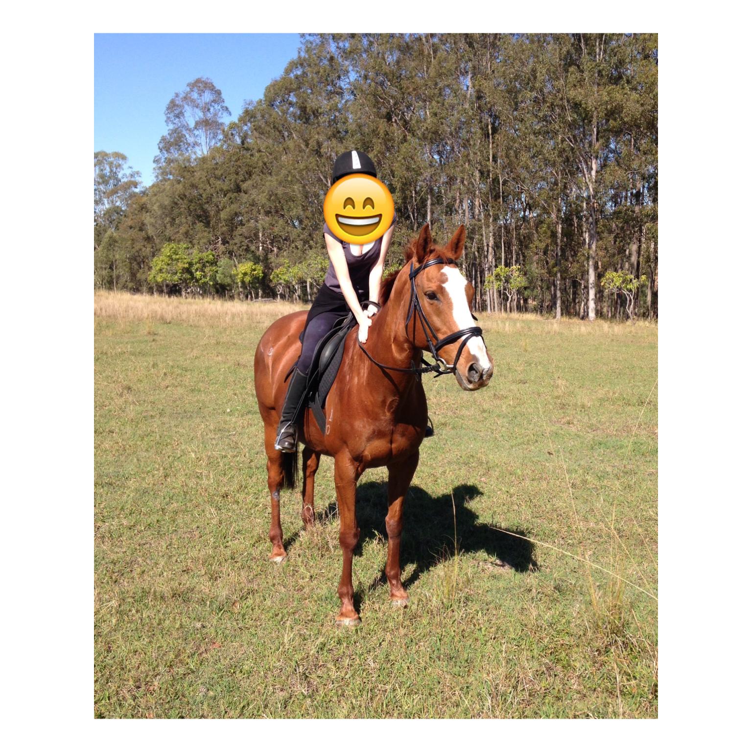Australian Stock Horses For Sale Page 1
