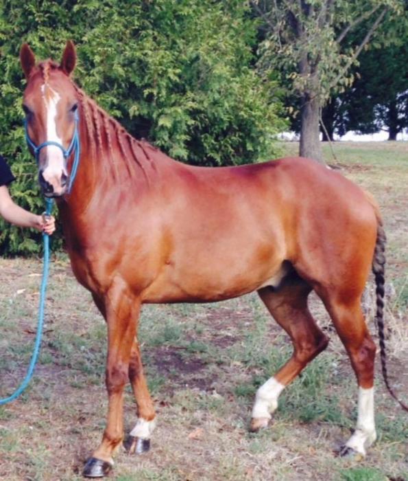 Quarter Horses For Sale Quarter horse Horse » Horsezone Page 3