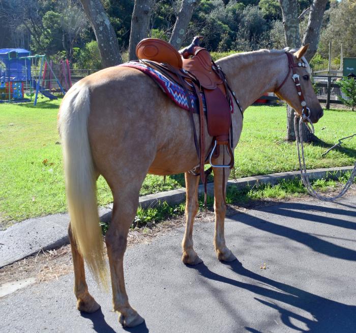 Palomino Horses For Sale Palomino Horse » Horsezone Page 1