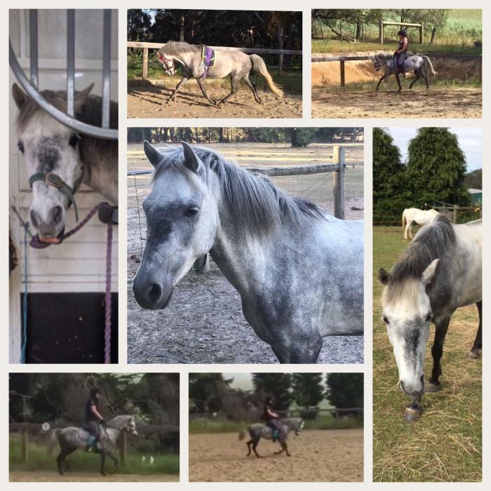 Pony For Sale Pony Horse » Horsezone Page 2