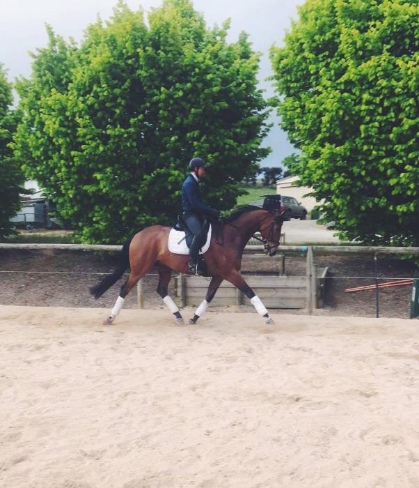 Horses for sale & equine products, stallions, equine news & gallery on