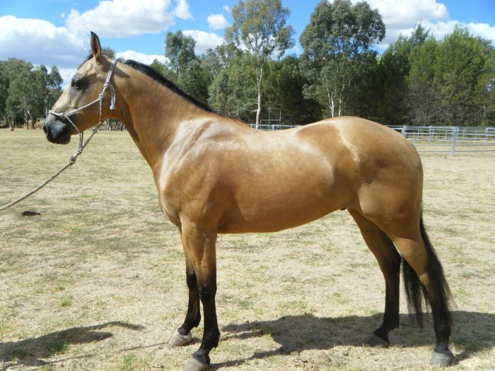 '' NAV MAN '' Quarter horse Horsezone