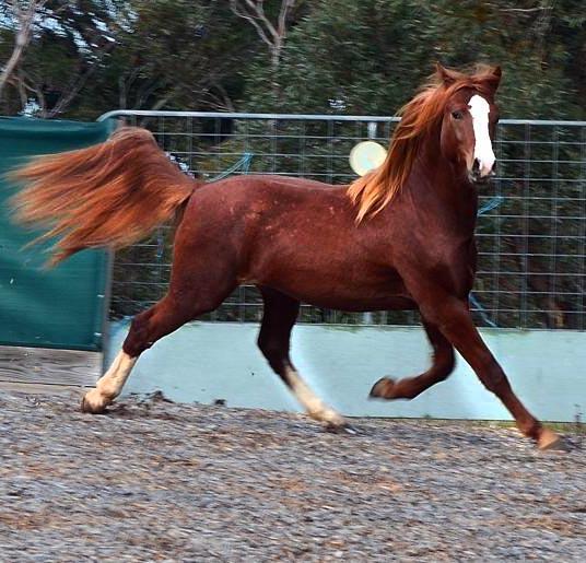 Horses For Sale Horse » Horsezone Page 1