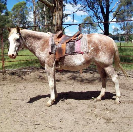 Pinto Horses For Sale Pinto Horse » Horsezone Page 1