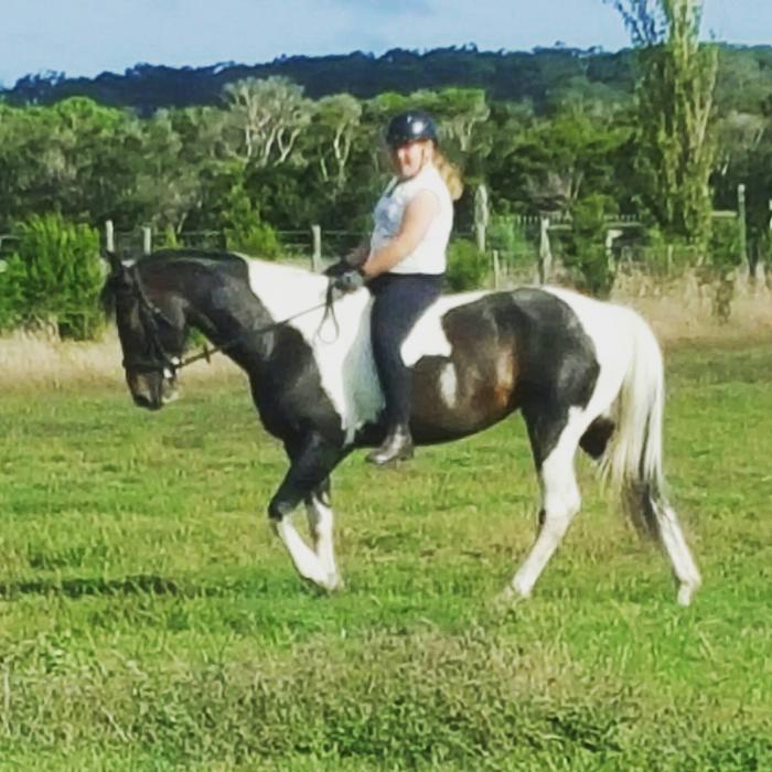 Paint Horses For Sale Paint Horse » Horsezone Page 1