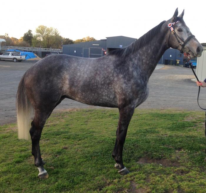 Stunning Grey Gelding Thoroughbred Horsezone