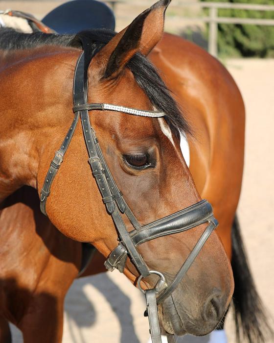 Horses for sale & equine products, stallions, equine news & gallery on