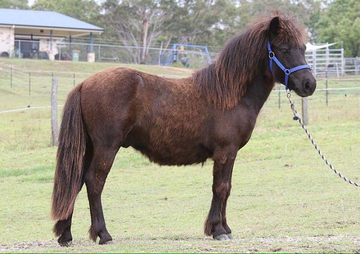 Shetland Ponies For Sale Shetland Pony » Horsezone Page 1