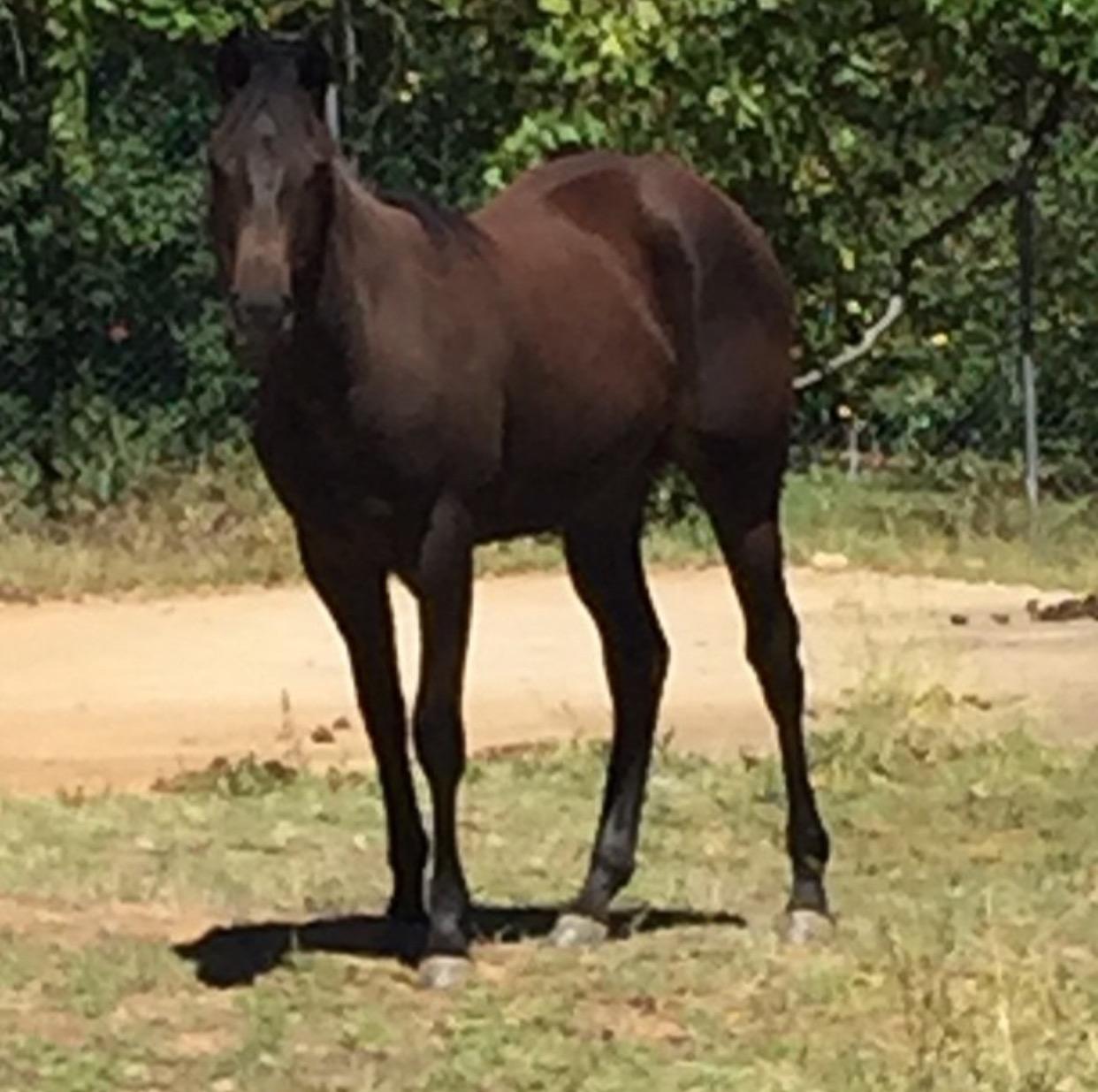Australian Stock Horses For Sale Page 1