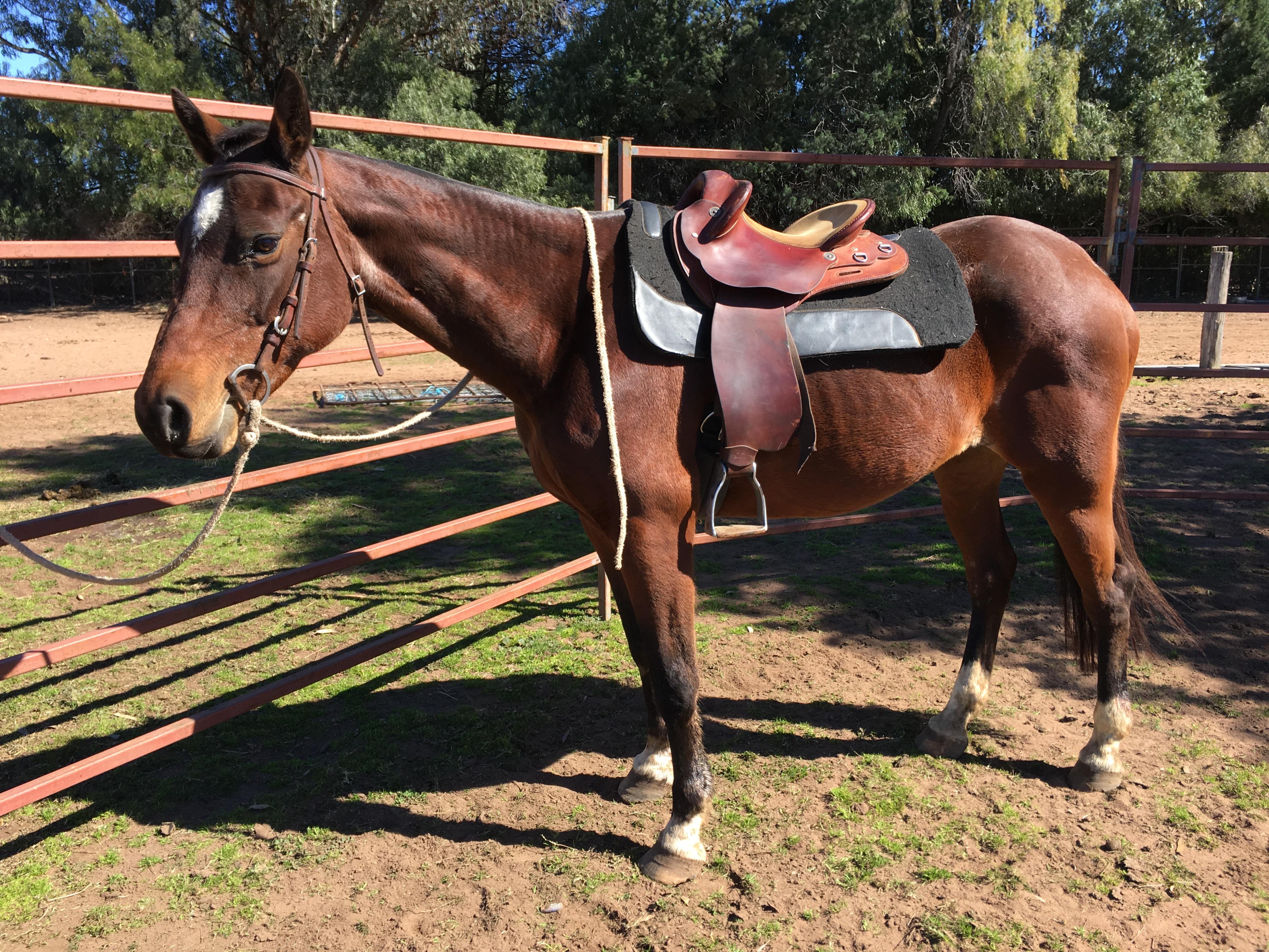 Australian Stock Horses For Sale Page 1