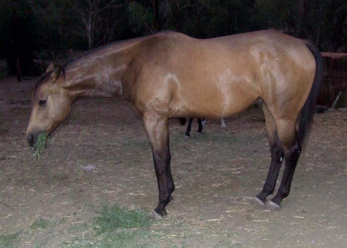 Quarter Horse x TB Buckskin Gelding 16hh Quarter horse Horsezone