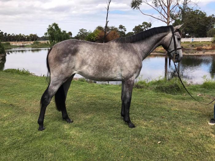 Horses for sale & equine products, stallions, equine news & gallery on