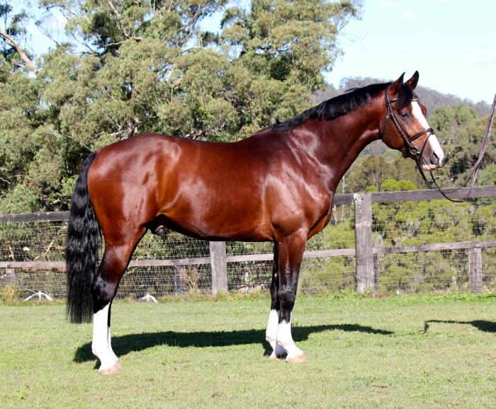 Horses for sale & equine products, stallions, equine news & gallery on