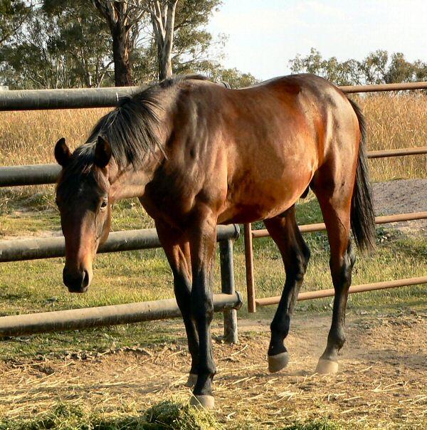 Australian Stock Horses For Sale Page 1