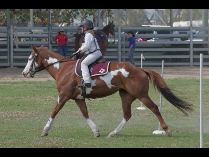 Quiet,QH Paint x Stock Horse Quarter horse Horsezone