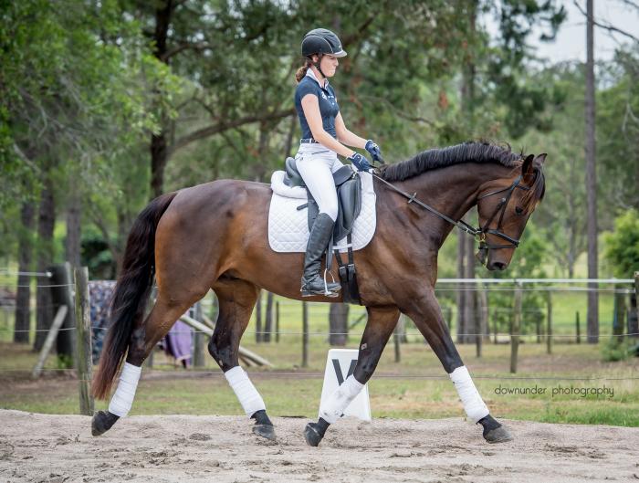 Horses for sale & equine products, stallions, equine news & gallery on