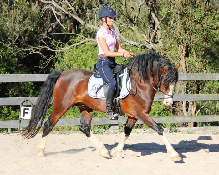 Super flash and Super quiet Section D Welsh Cob Welsh Horsezone