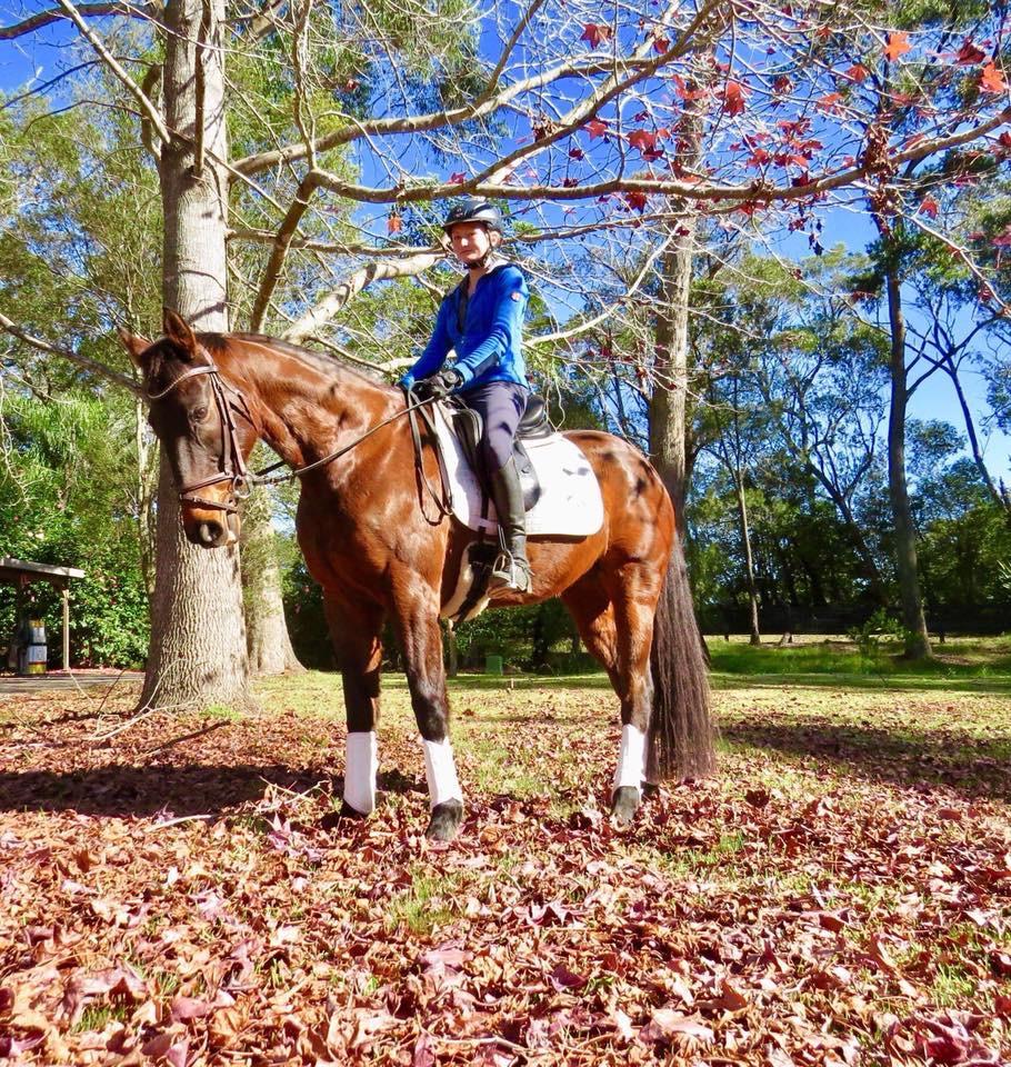 Genuine Performance Thoroughbred For Sale Thoroughbred Horsezone