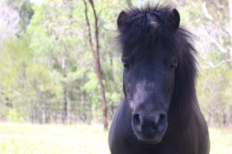 Miniature Ponies For Sale - Miniature Ponies » Horsezone - Page 1