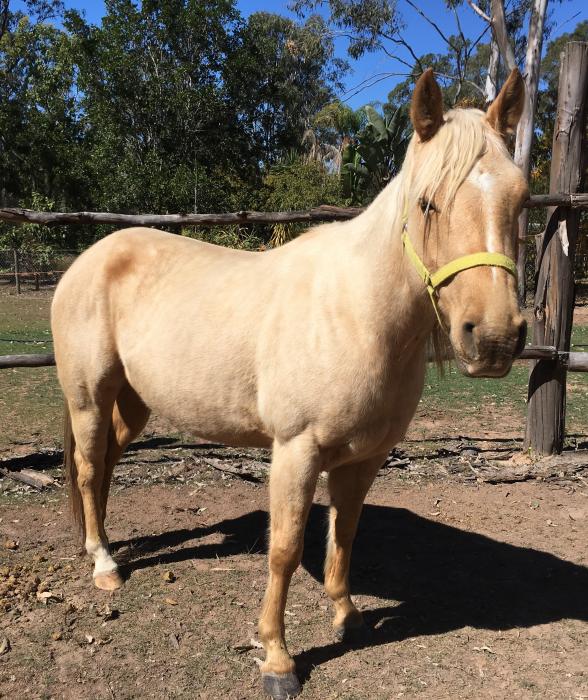 Quarter Horses For Sale Quarter horse Horse » Horsezone Page 2