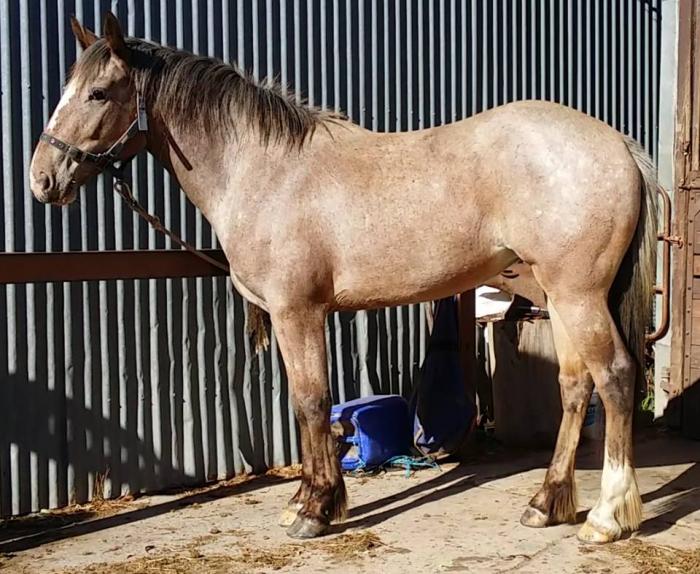 Clydesdale Horses For Sale Clydesdale Horse » Horsezone Page 1