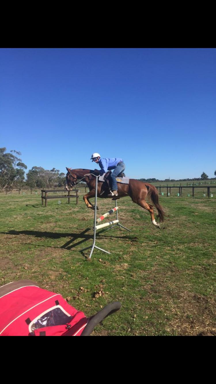 Australian Stock Horses For Sale Page 1