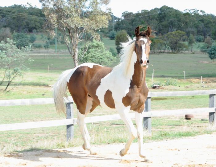Beautiful Young Coloured Filly
