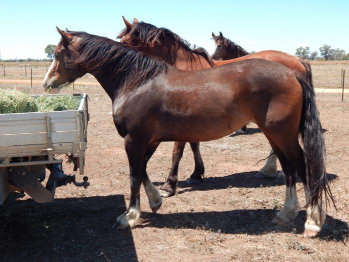 Clydesdale Horses For Sale Clydesdale Horse » Horsezone Page 1