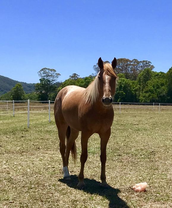 Palomino Horses For Sale Palomino Horse » Horsezone Page 1