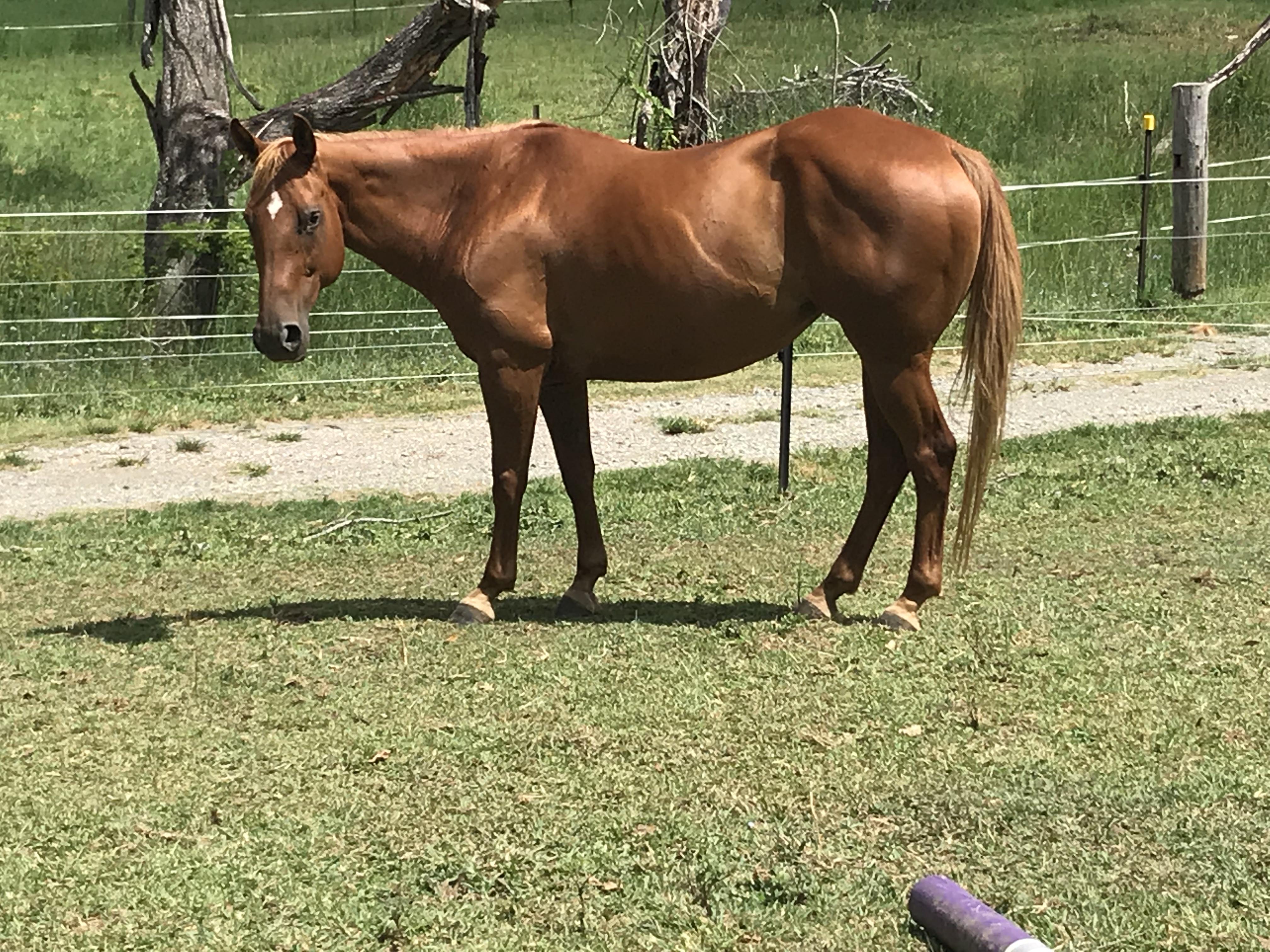 Quarter Horses For Sale In Texas Craigslist - 8nsjep4
