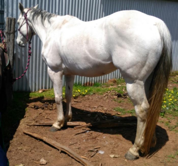 Quarter Horses For Sale Quarter horse Horse » Horsezone Page 1