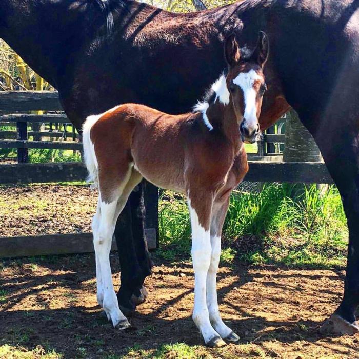 Horses for sale & equine products, stallions, equine news & gallery on