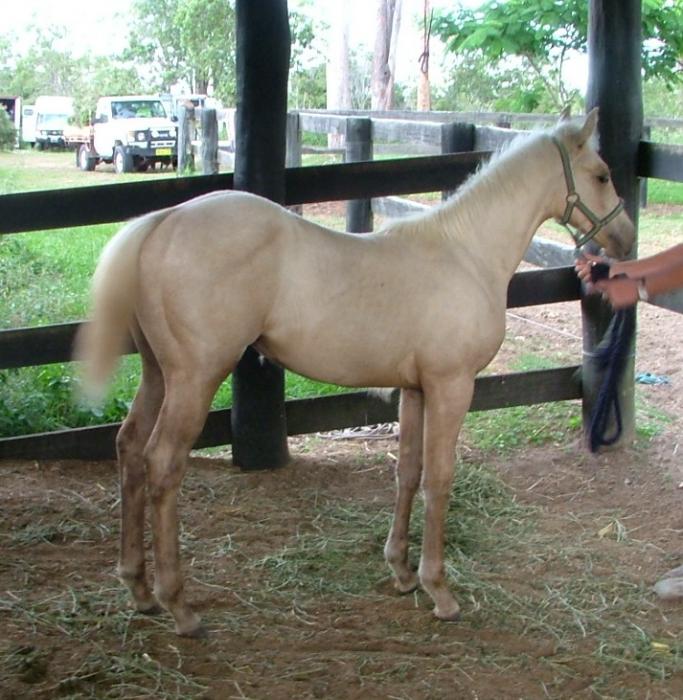 Palomino Horses For Sale Palomino Horse » Horsezone Page 1
