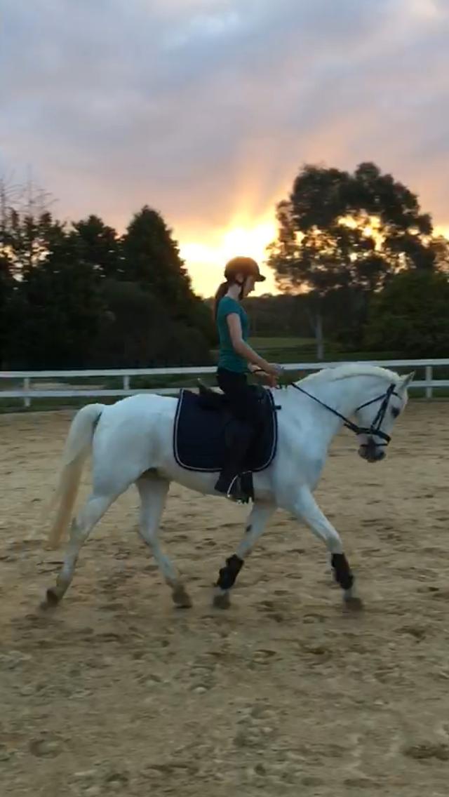 View All Horses For Sale Horsezone Page 1