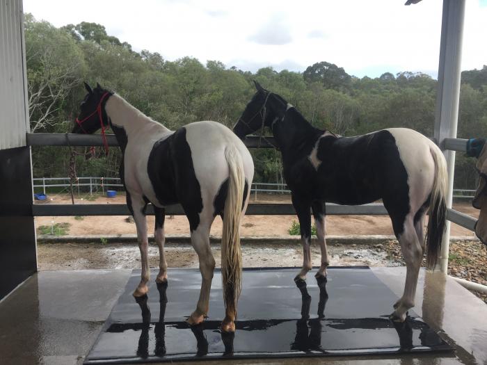 Paint Horses For Sale Paint Horse » Horsezone Page 1