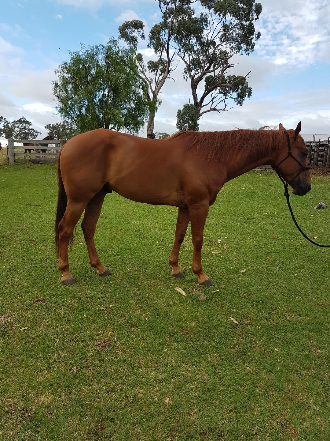 Quarter Horses For Sale Quarter horse Horse » Horsezone Page 1