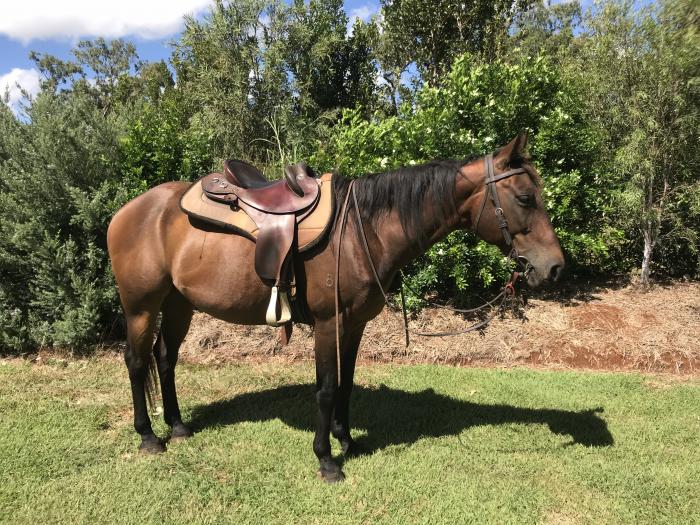 Quarter Horses For Sale Quarter horse Horse » Horsezone Page 2