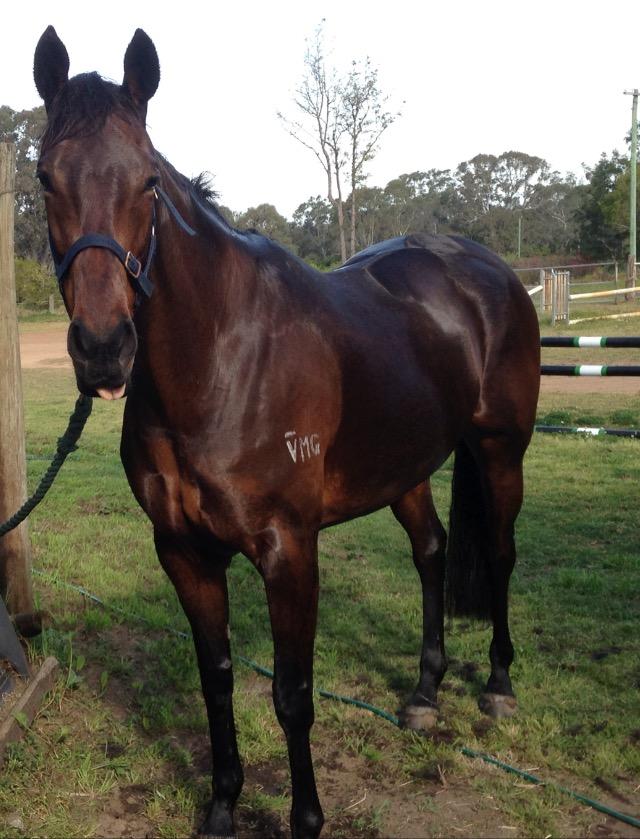 Search Horses For Sale, Saddlery, Transport, Property & more Horsezone