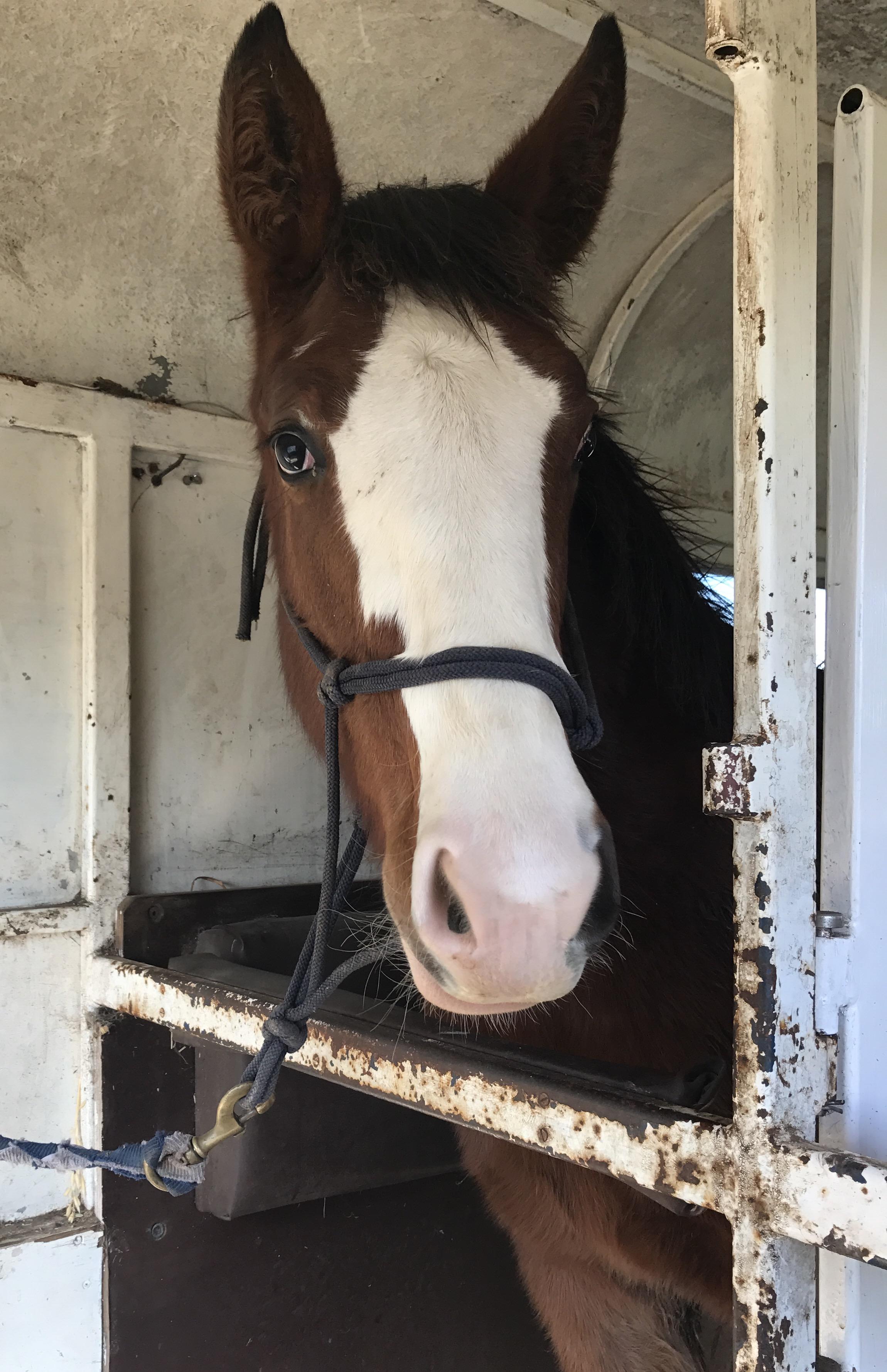 Clydesdale Horses For Sale Clydesdale Horse » Horsezone Page 1