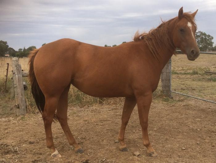 2yo QH Filly Unbroken Quarter horse Horsezone