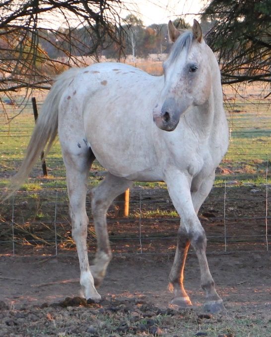 Kirri Lee DeCaprio registered Appaloosa stallion Appaloosa Horsezone