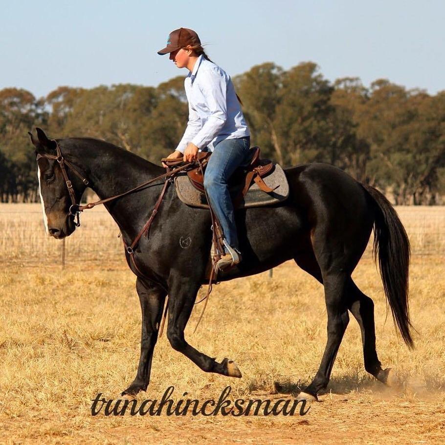 Kerranna Gunbark Australian Stock Horse Horsezone