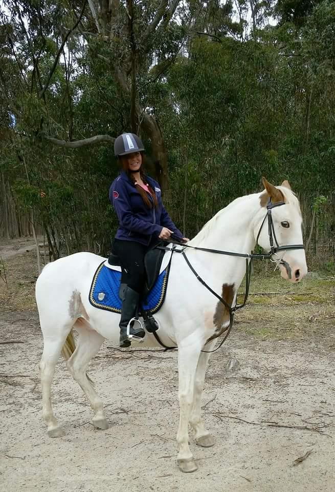 Pinto Horses For Sale Pinto Horse » Horsezone Page 1