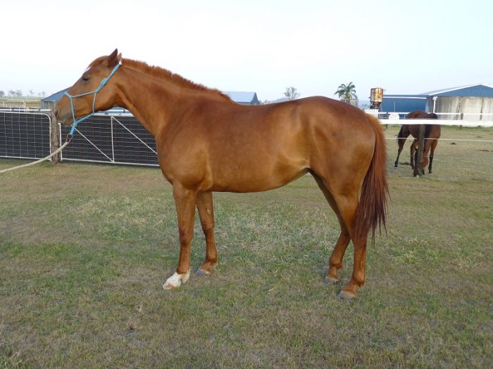 QH x Chestnut Mare Quarter horse Horsezone